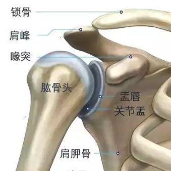 肩關(guān)節(jié)系統(tǒng)-肱骨柄comprehensive fracture shoulder system